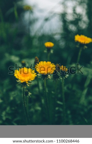 yellow dandelion close-up