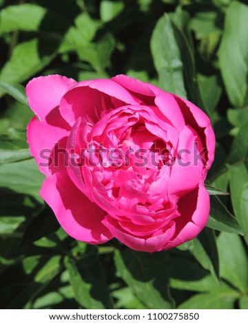 rose peony flower
