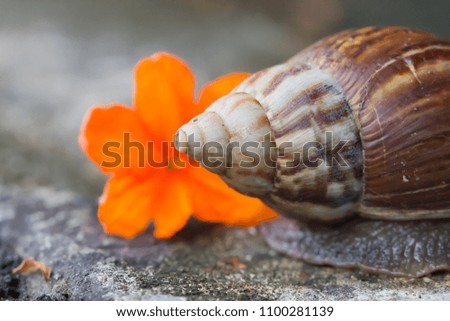 Snail on the cement floor with orange flowers, Select focus.