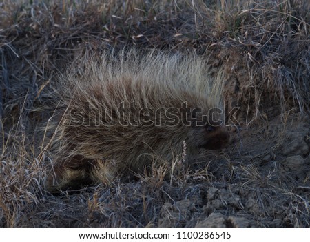 Porcupine in Theodore Roosevelt National Park, North Dakota, USA