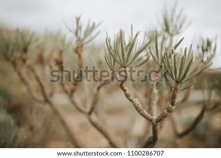 A macro shot of green exotic plants in a field. Free space for your text, shallow focus. Nature concept.