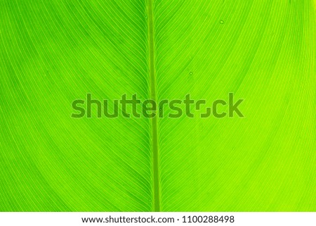 Green leaves  texture background nature tone at phuket Thailand