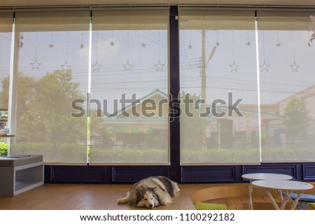 White curtain or blinds Roller sun protection and big Glass windows. Royalty-Free Stock Photo #1100292182