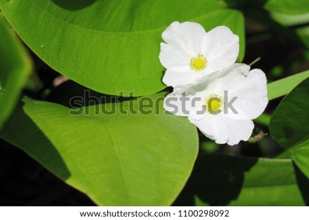 Two delicate white flowers with green leaves