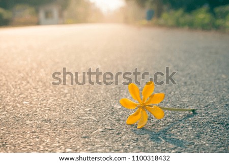 Beautiful yellow flower falling on road in village with sunlight background in the morning. (Selective focus)