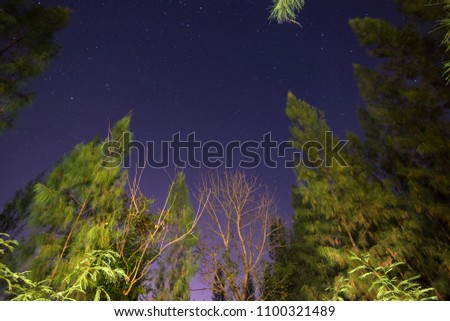 Forest pine and starry night. Underside view.