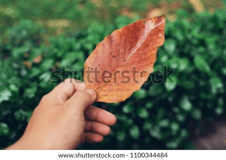 Hand holding a red leaf , green natural background