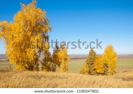 Autumn landscape, birches oak maple trees were painted in autumn colors, old grass. Collection of Beautiful Colorful Autumn Leaves green, yellow, orange, red