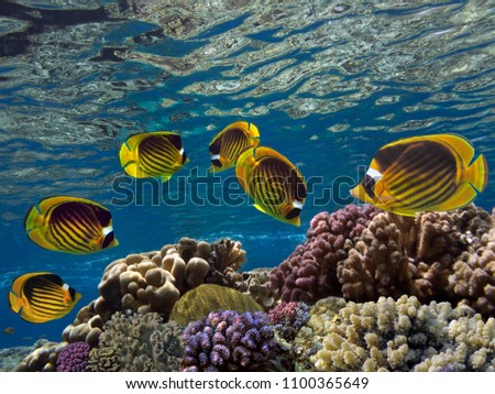 Raccoon butterflyfishes (chaetodon fasciatus) in the Red Sea