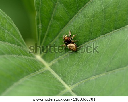 A Jumping Spider in the cobweb on a green leaf background