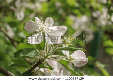 apple tree flowers blossoming in the sunny garden. The background is an apple garden, very close and selective focus.                              