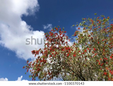 Delonix regia, the flame tree, is a species of flowering plant in the bean family Fabaceae, subfamily Caesalpinioideae.