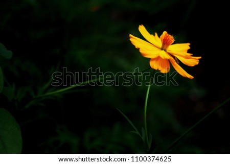 Mexican Aster yellow flowers, natural summer background, blurred image, selective focus