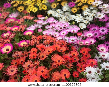 Close up of flower.soft focus and colorful tone nature background.

