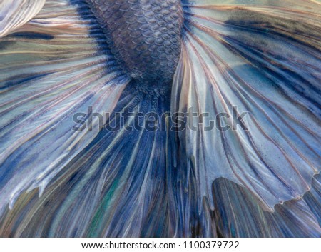 Multi color Siamese fighting fish(Rosetail)(half moon),fighting fish,betta splendens isolated on white background with clipping path