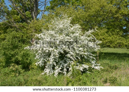 Flowering Hawthorn (Crataegus monogyna) in Rural Somerset, England, UK Royalty-Free Stock Photo #1100381273