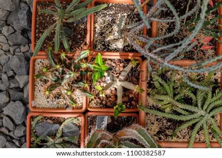many different cacti, different sizes, shapes, species that grow in square ceramic pots in greenhouses