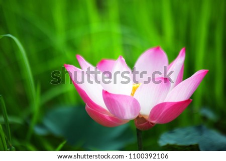 beautiful lotus flower blooming with green background.