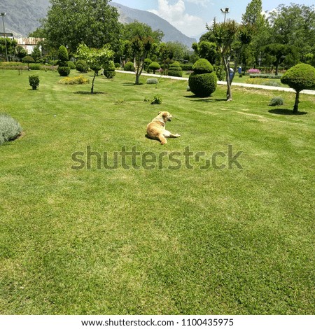 A dog leisurely sitting  in garden