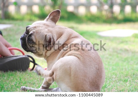 French bulldog scratching her body and sitting near handler on greensward in the dog park with soft sunlight in afternoon Royalty-Free Stock Photo #1100445089