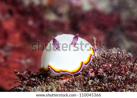smile face of sea slug