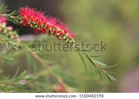 Close up outdoor view of Callistemon rigidus plant, also called Melaleuca linearis, myrtaceae family.  Red flowers arranged in spikes on the ends of branches. Blur green leaves arranged alternately. 