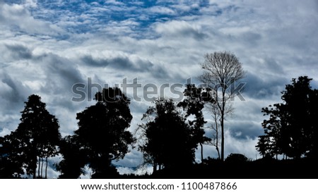 Black trees return to the blue sky in the rainy season.