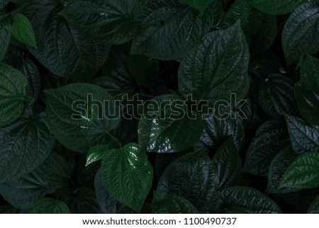 Dark green leaves, heart shape
