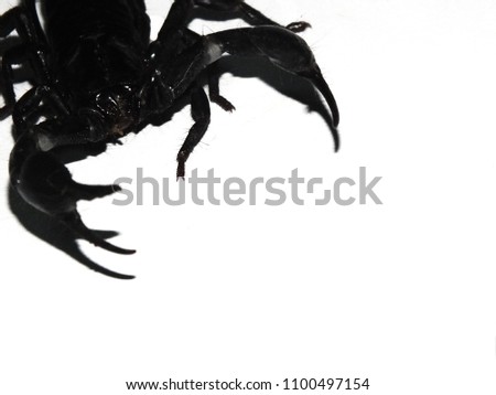 Scorpion, Pandinus imperator, 1 year old, in front of white background