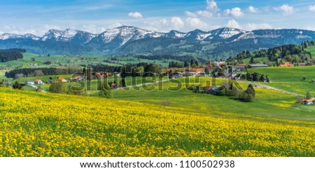 idyllic spring landscape with green meadows and yellow flowers, still snow on the mountains in the Allgaeu area of the bavarian alps, near Oberstaufen,Germany Royalty-Free Stock Photo #1100502938