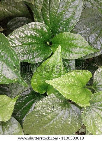 Thai herbal scent of fresh leaves  