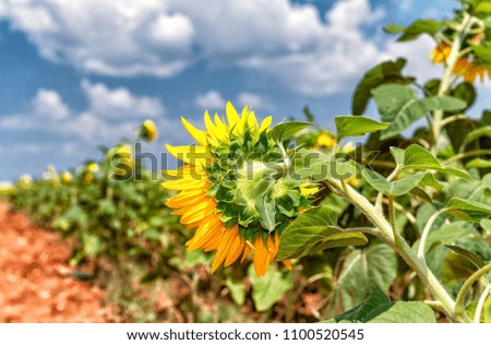 Sunflower meadows in summer.