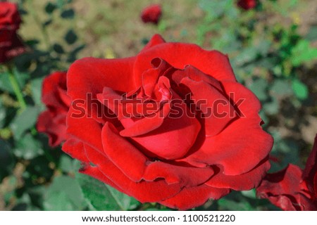 Beautiful nature background of Red Roses on a bush in a garden.