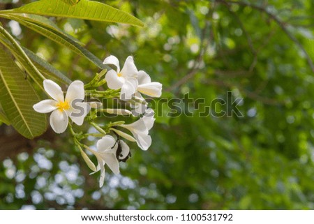 Botanical characteristics of frangipani