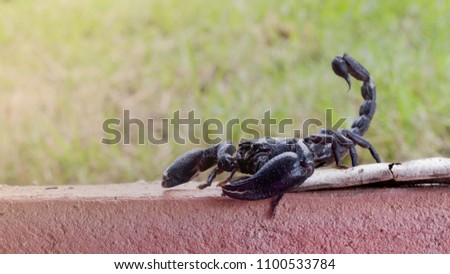 Elephant scorpion is biggest scorpion  in the morning on selective focus