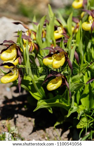 Pink and Yellow Venus Slipper Orchids, Cypripedioideae flower in the garden