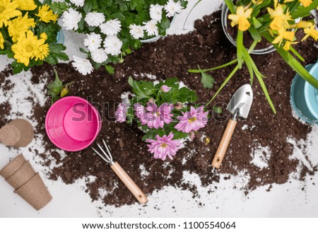 Table with soil, plants, watering can, flower pot