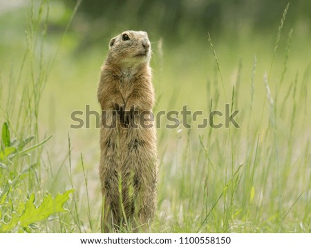 A European ground squirrel (Spermophilus citellus) standing in a green meadow in spring (Austria)