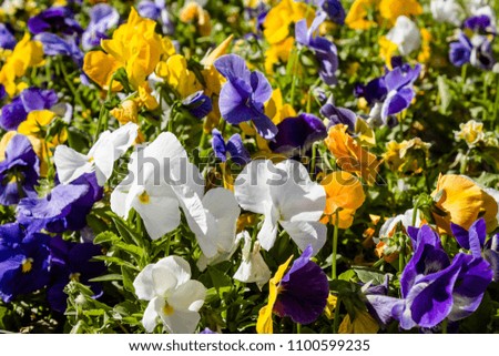 Viola tricolor background with pansies