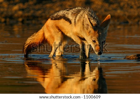 Black-backed Jackal (Canis mesomelas)  wading in shallow water, Kalahari, South Africa