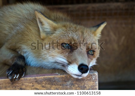 Sad fox lying