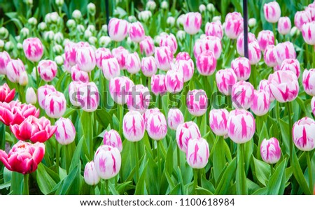 Lovely pink and white tulip flowers arranged beautifully with green leaves. Creating the greatest spectacle of all in the open garden as their complementary color, green, arrives fresh the garden. 
