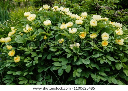 Peony Mlokosevich (lat. Paeonia mlokosewitschii — a species of perennial flowering plants of the genus. Yellow peony in the garden.
