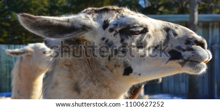 The llama (Lama glama) is a South American camelid, widely used as a meat and pack animal by Andean cultures since pre-Hispanic times.