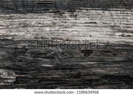Texture of wood background nature Natural