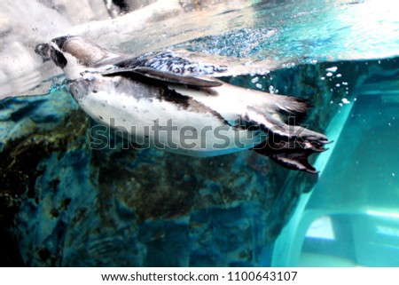 Penguin at the Aquarium
