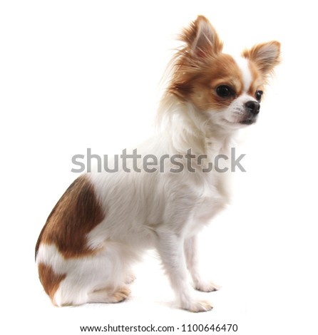 small chihuahua isolated on the white background