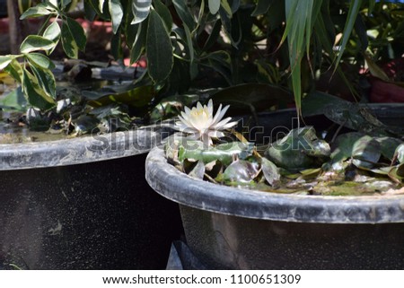 Lotus in a Pot