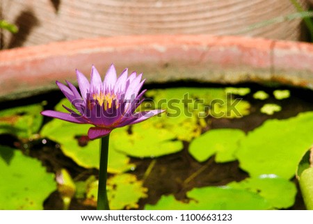 Small purple lotus flower is blooming in the pool, Close up abstract soft focus background