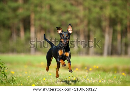 German pinscher dog running in a summer meadow Royalty-Free Stock Photo #1100668127